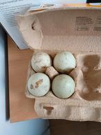 Broedeieren van de loopeend €0,50 per stuk, Dieren en Toebehoren, Geslacht onbekend, Eend