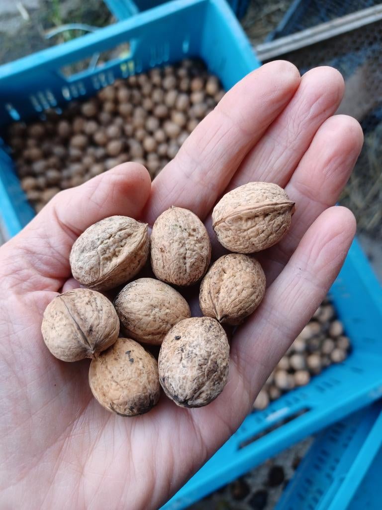 Onbespoten gedroogde kleine walnoten, Ophalen