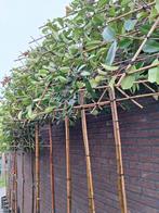 Photinia Red Robin,  Leiboom,  Leibomen Wintergroen, Ophalen, In pot, Halfschaduw, Leiboom