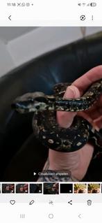 Boa constrictor IMG het vpi, Dieren en Toebehoren, Reptielen en Amfibieën, Slang, Tam, 0 tot 2 jaar