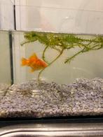 Gratis sluierstaartvis, Ophalen of Verzenden, Zo goed als nieuw, Leeg aquarium