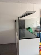 Red Sea peninsula 650 wit, Dieren en Toebehoren, Ophalen, Gebruikt, Leeg aquarium