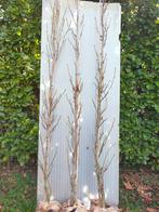 Zuilvormige amberboom, Bloeit niet, Overige soorten, 250 tot 400 cm, Ophalen