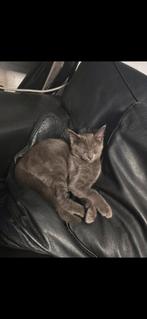 2 mannetjes maine coon xl x bengaal, Kater, Gechipt, 0 tot 2 jaar