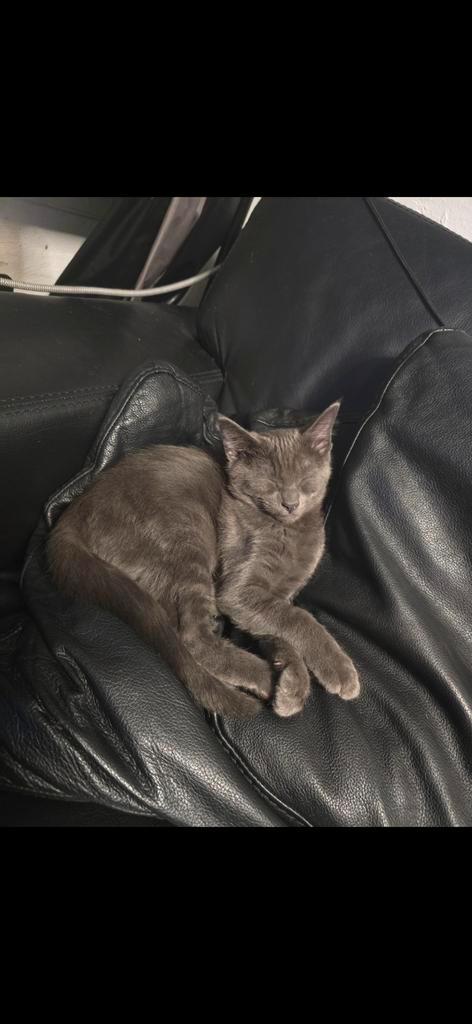 Blauw mannetje maine coon xl x bengaal, Dieren en Toebehoren, Katten en Kittens | Raskatten | Langhaar, Kater, 0 tot 2 jaar, Gechipt