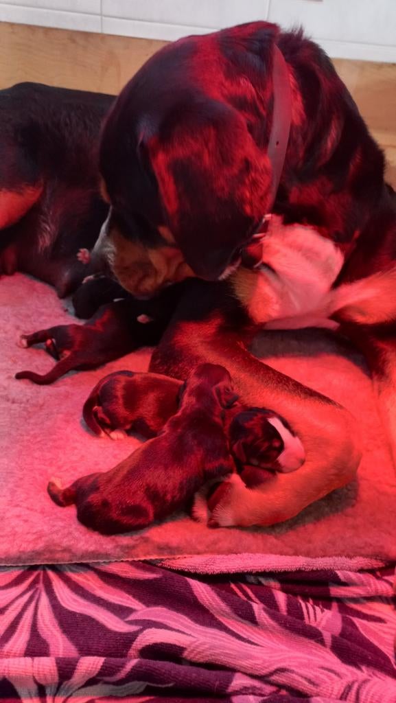 Prachtige Grote Zwitserse Sennenpups, Dieren en Toebehoren, Honden | Bulldogs, Pinschers en Molossers, Meerdere dieren, Sennenhond