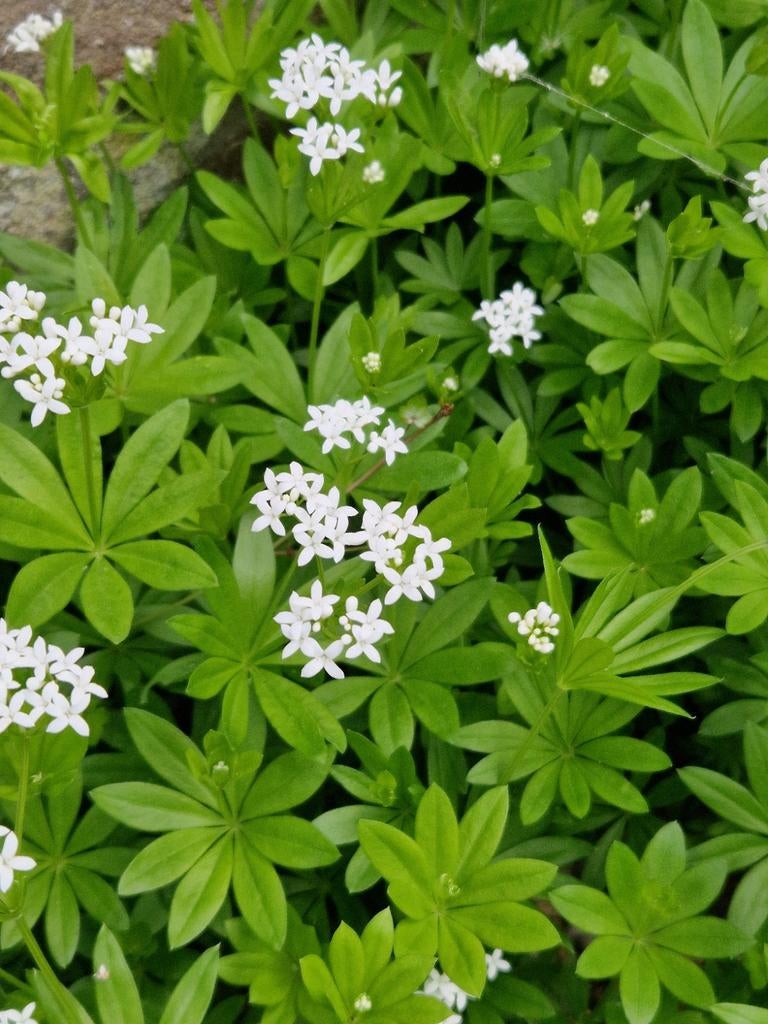 Stekjes Lieve-vrouwe-bedstro, Tuin en Terras, Planten | Tuinplanten, Ophalen, Bodembedekkers, Vaste plant, Halfschaduw