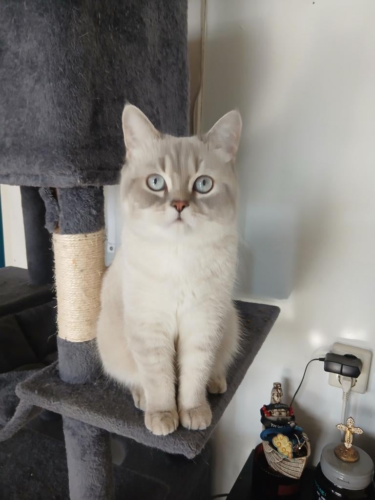 Britse kort haar, Dieren en Toebehoren, Kater, Ontwormd, 0 tot 2 jaar