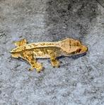 Prachtige Tricolor wimpergekko man met lineage, Dieren en Toebehoren, Hagedis, 0 tot 2 jaar