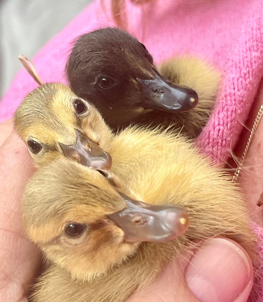 Indische Loopeend pulletjes (nog 6 beschikbaar), Dieren en Toebehoren, Pluimvee, Meerdere dieren, Eend
