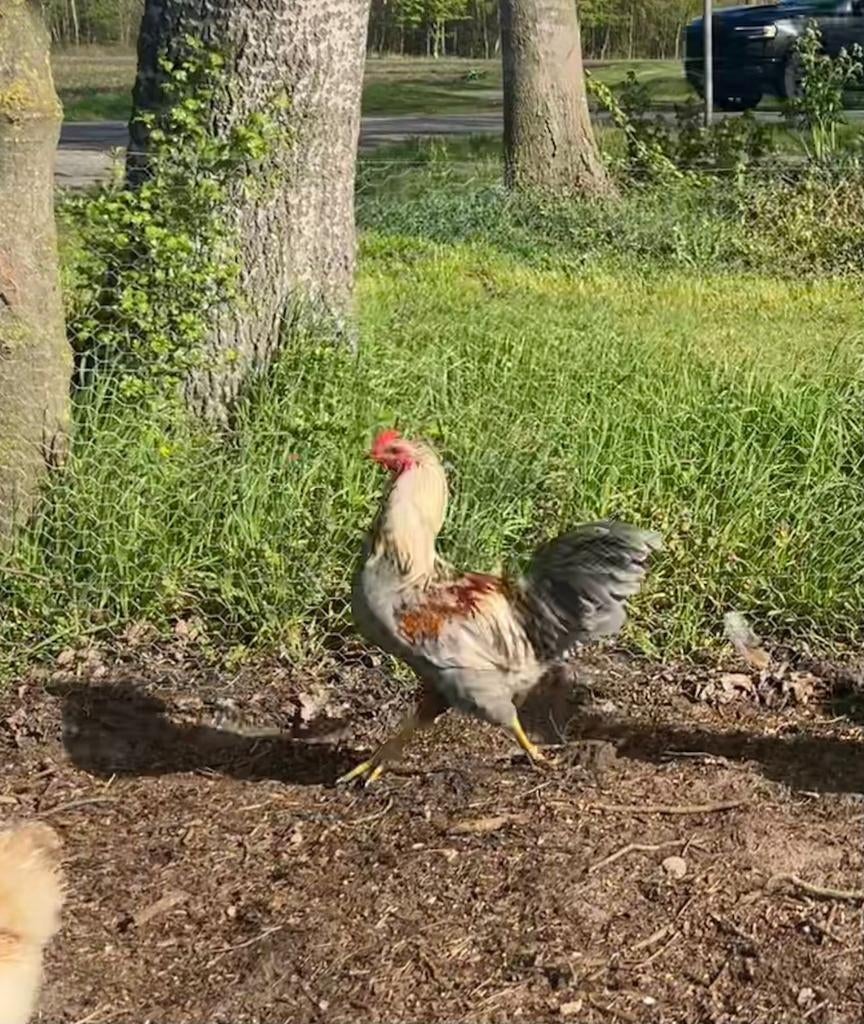 Araucana haan te koop, Dieren en Toebehoren, Pluimvee, Mannelijk, Kip