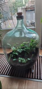 Uniek Terrarium in Grote Glazen Fles - Zelfvoorzienend, Huis en Inrichting, Ophalen, Overige soorten, Halfschaduw, Minder dan 100 cm