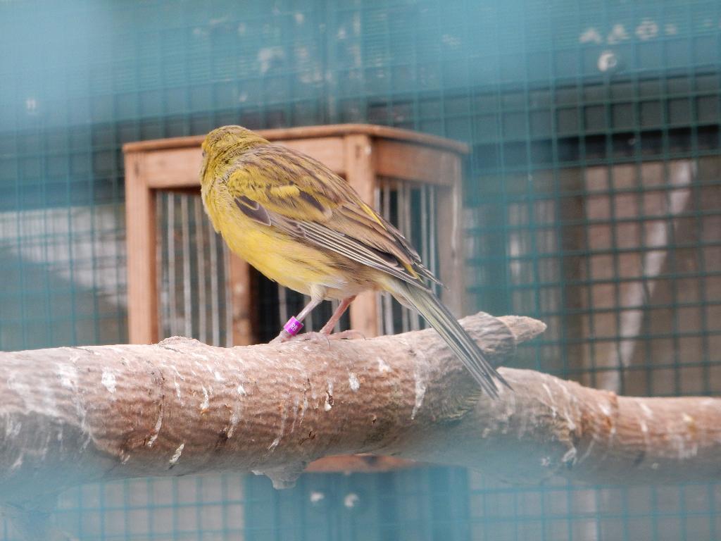 AGAAT  kanarie, Dieren en Toebehoren, Vogels | Kanaries, Mannelijk, Kleurkanarie