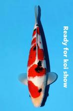 MOMOTARO super tosai SANKE met jumbo bloodline, Karper of Koi