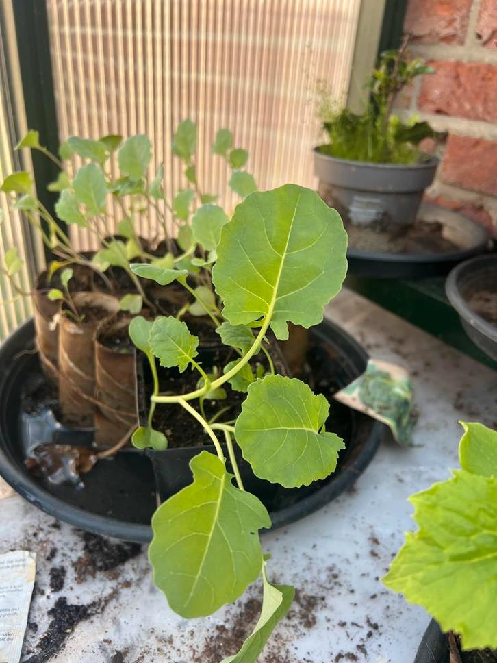 Broccoli plantjes - Vers en klaar om te planten, Tuin en Terras, Planten | Tuinplanten, Eenjarig, Groenteplanten, Volle zon, Bloeit niet