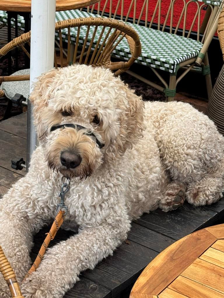 Oppas gezocht van 24 juli t/m 15 augustus