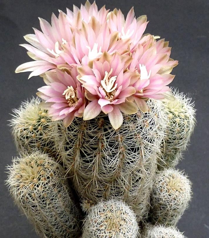 cactus - Gymnocalycium bruchii var. niveum, Huis en Inrichting, Kamerplanten, Verzenden, Cactus, Volle zon, Minder dan 100 cm