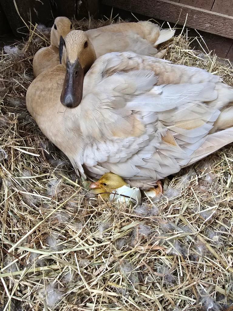 Loopeend / cayuga / sebastopol krulveer gans pullen kuikens, Dieren en Toebehoren, Pluimvee, Eend, Geslacht onbekend