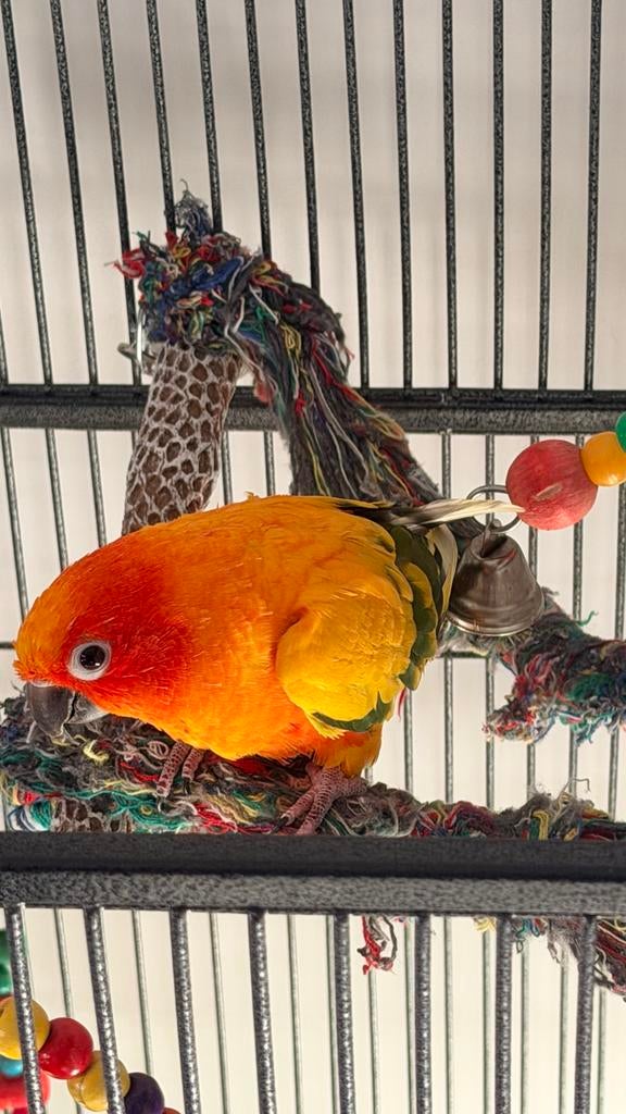 Te koop papegaai, Mannelijk, Papegaai