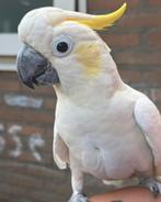 Tamme pratende middel geelkuif kaketoe, Geslacht onbekend, Papegaai, Pratend