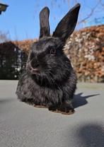 Konijn dwerg en hangoor dwergkonijntjes, Meerdere dieren, Dwerg, Hangoor