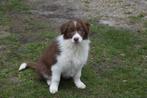 Border collie pups, chocolate-white, België, 8 tot 15 weken, Collie, Parvo