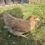 Kuikens van 10 weken oud wyandotte kriel OP is OP, Dieren en Toebehoren, Pluimvee, Vrouwelijk, Kip