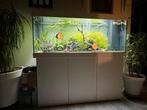 Tekoop kompleet aquarium van 150B-65H-50D anderhalf jaar oud, Dieren en Toebehoren, Vissen | Aquaria en Toebehoren, Ophalen, Zo goed als nieuw
