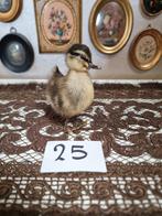 Opgezet eendje kuiken kuikentje eendjes kuikentjes nr 2, Ophalen of Verzenden, Nieuw, Opgezet dier