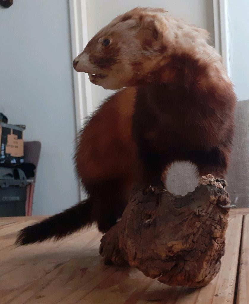 Opgezette bunzing – karaktervolle houding op hout–taxidermie, Verzamelen, Dierenverzamelingen, Ophalen of Verzenden, Gebruikt