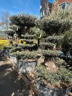 Pon pon olijfbomen, Tuin en Terras, 100 tot 250 cm, Olijfboom, Zomer, Ophalen