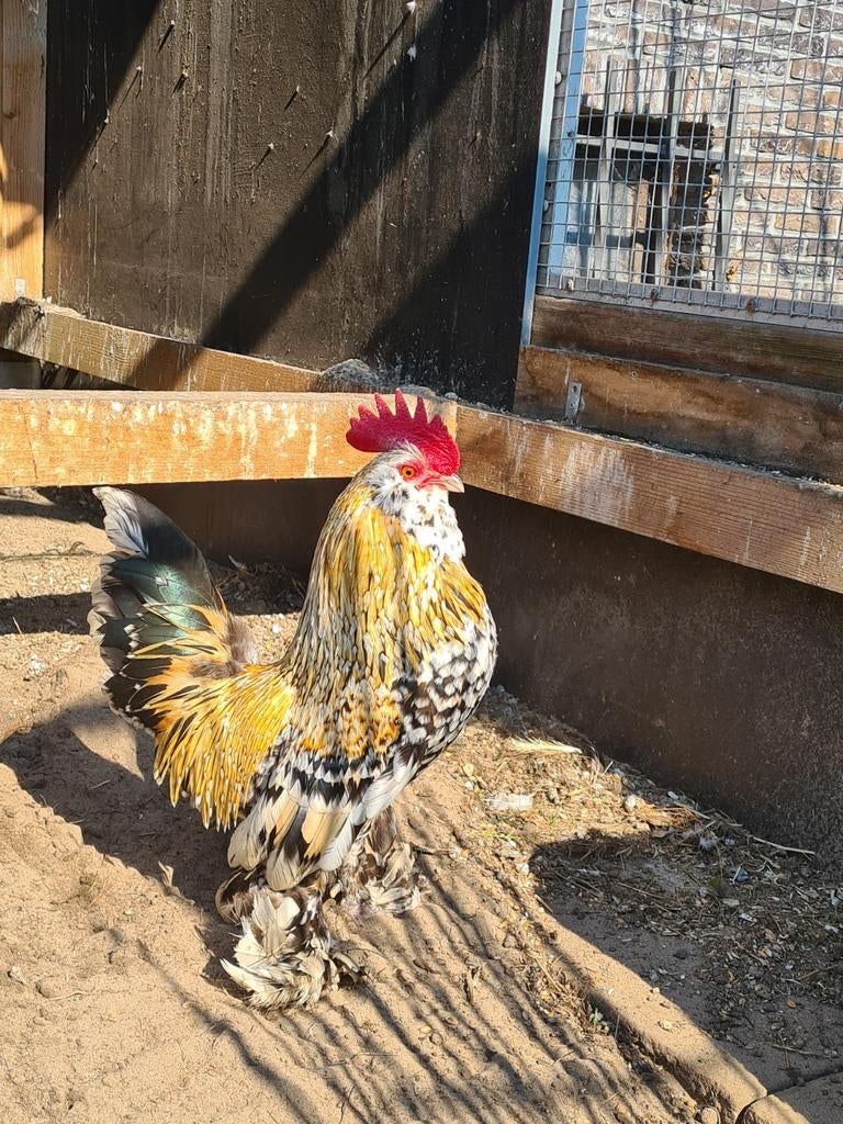 Ukkelse baardkrielen, Dieren en Toebehoren, Mannelijk, Kip