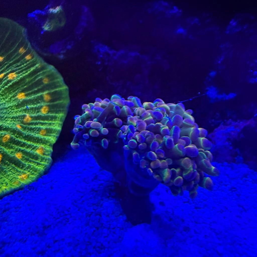 OG holographic euphyllia hamer koraal, 2,5 kop, Dieren en Toebehoren, Overige typen