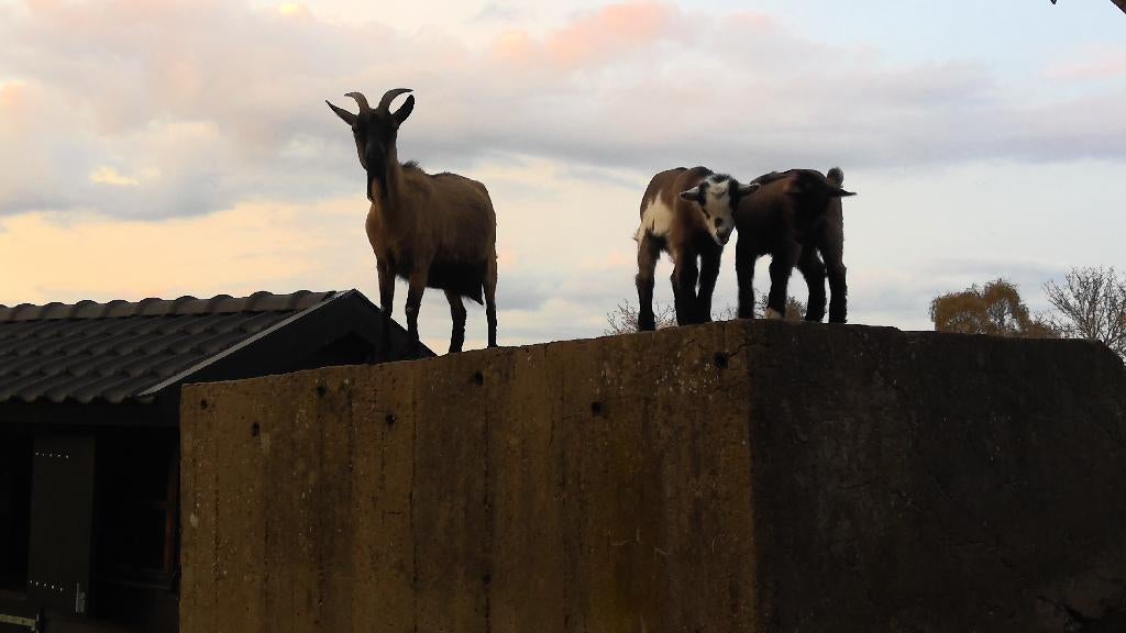 dwerggeiten, jonge bokjes, Dieren en Toebehoren, Schapen, Geiten en Varkens, Mannelijk, Geit, 0 tot 2 jaar