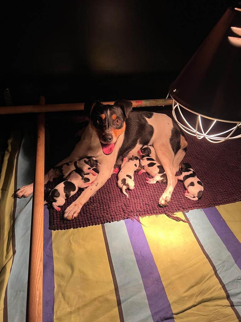 Boerenfox pups, 8 tot 15 weken, Meerdere, Meerdere dieren, Middel