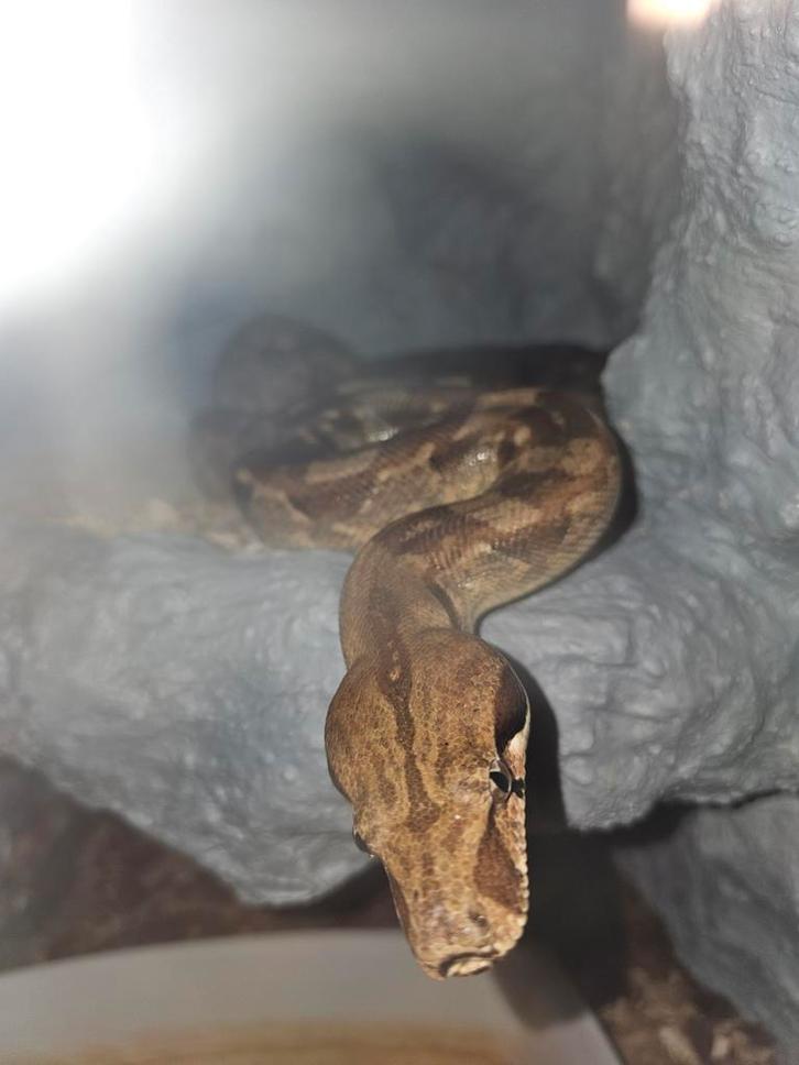 Boa imperator man Boa Constrictor - male for sale from cher