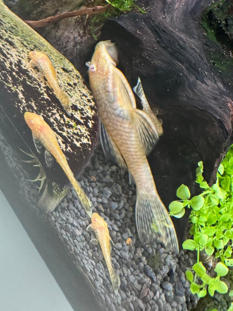 Baby pleco ansistrus albino, Dieren en Toebehoren, Vissen | Aquariumvissen, Vis