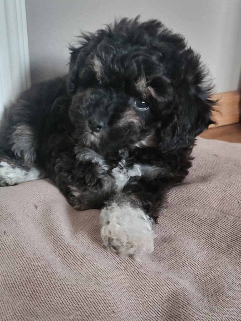 Prachtige Toy Poedel pups te koop (1 teefje beschikbaar), Poedel, Parvo, 8 tot 15 weken, Teef