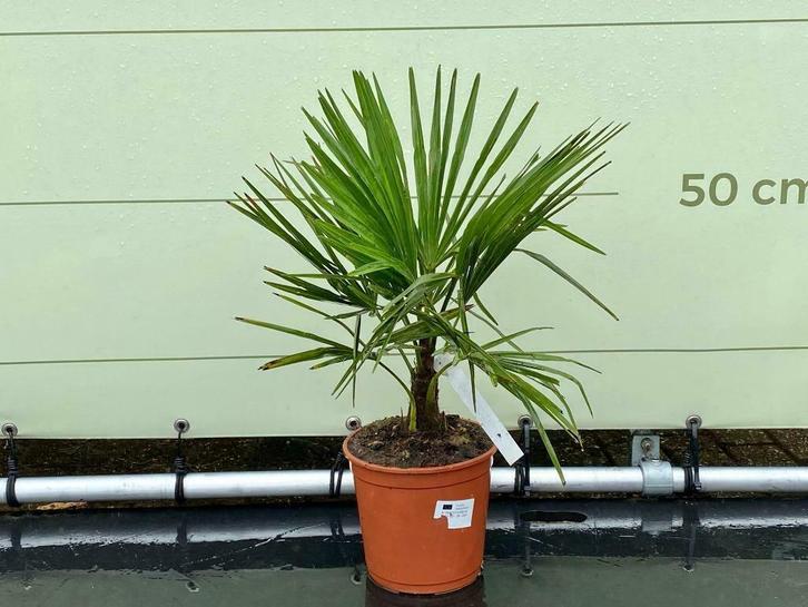Palmboom - Trachycarpus Fortunei - stamhoogte 10 cm, Tuin en Terras, Planten | Bomen, Palmboom, Minder dan 100 cm, Volle zon, Zomer