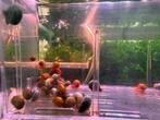 posthoornslak, Dieren en Toebehoren, Slak of Weekdier, Zoetwatervis