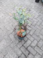 Eucalyptus Silver Dollar plant, Ophalen, Overige soorten, Volle zon