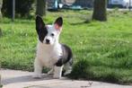 Vrolijke Welsh Corgi Cardigan pups, Nederland, 8 tot 15 weken, Meerdere, Meerdere dieren