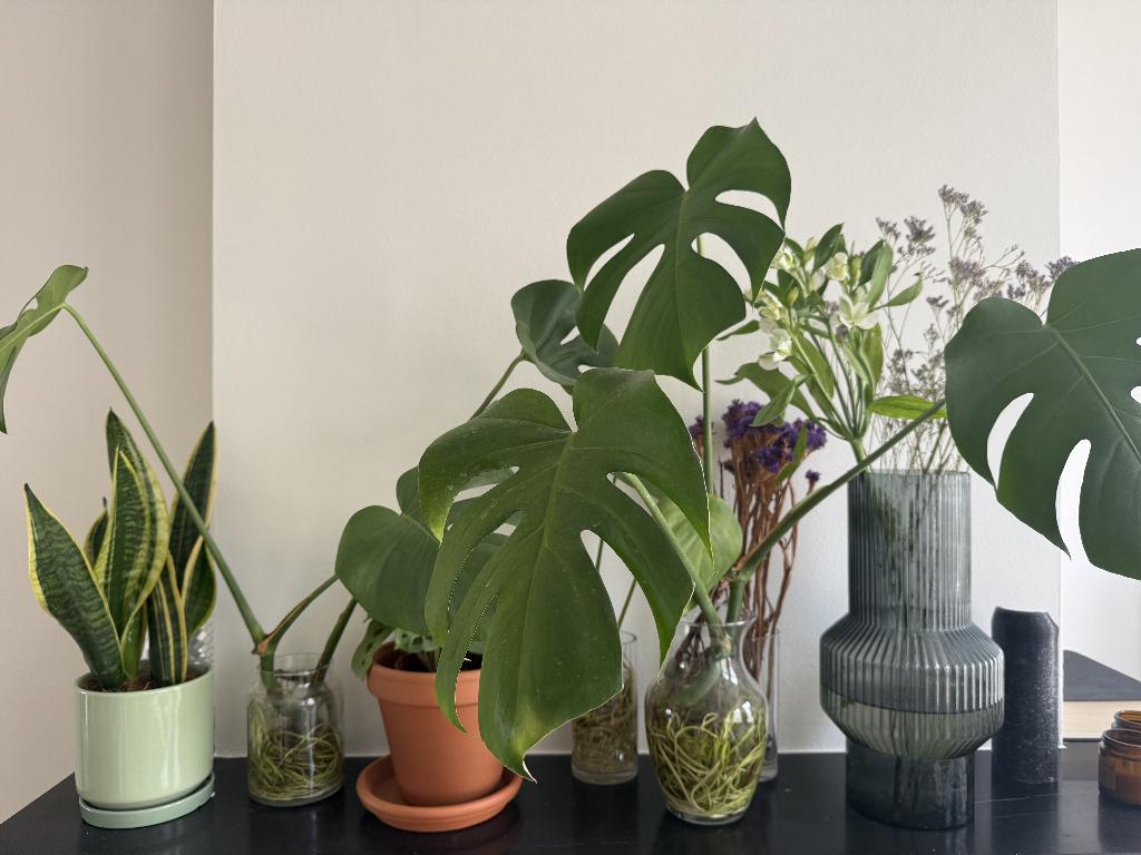 House Plant bundle, Huis en Inrichting, Kamerplanten, Minder dan 100 cm, Halfschaduw, In pot, Ophalen