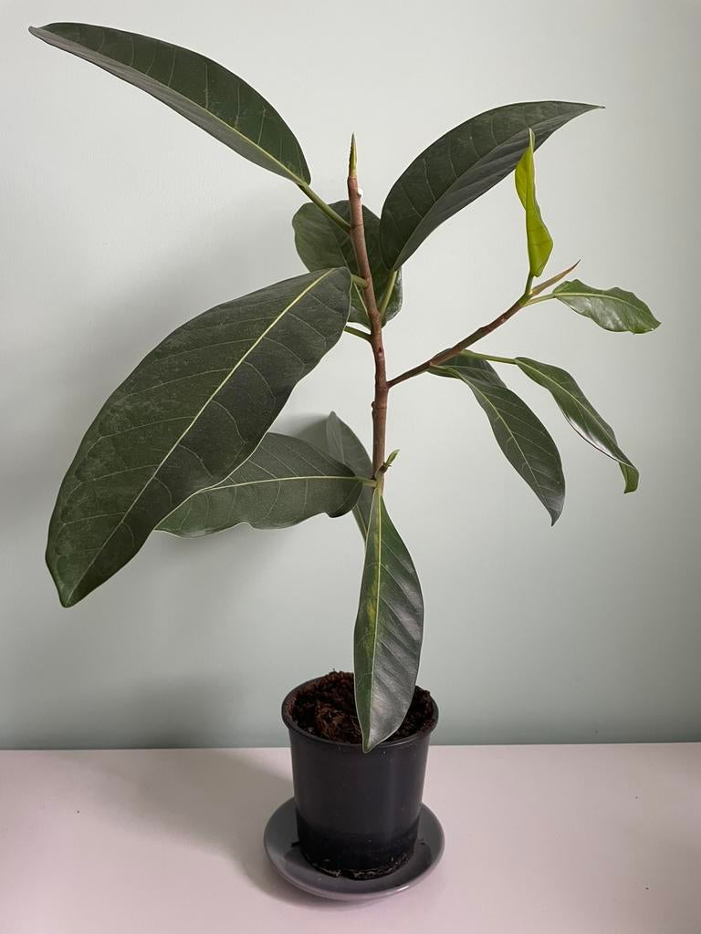 Ficus benghalensis, ook bekend als de Banyan vijg, Ophalen, Halfschaduw, Minder dan 100 cm