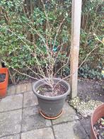 Kruisbes captivator, Ophalen, Vaste plant, Overige soorten, Halfschaduw