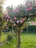 Ramblers klimrozen, Volle zon, Minder dan 100 cm, Zomer, Overige soorten