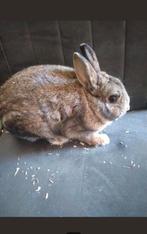 Ongecastreerd mannetje, Dieren en Toebehoren, Konijnen, Mannelijk, Dwerg