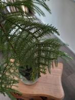 Kamerden, Huis en Inrichting, Ophalen, Halfschaduw, Minder dan 100 cm