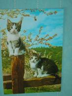 5) Kleurenansichtkaart Twee jonge Poesjes, Ophalen of Verzenden, Ongelopen, Hond of Kat