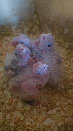 Te koop jonge valkparkieten, Dieren en Toebehoren, Vogels | Parkieten en Papegaaien, Meerdere dieren, Parkiet